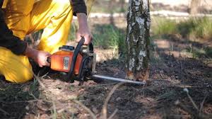 Best Commercial Tree Services  in Youngstown, OH